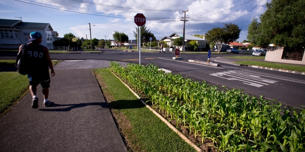 The corn could grow to be nearly 2m tall. Photo / Dean Purcell