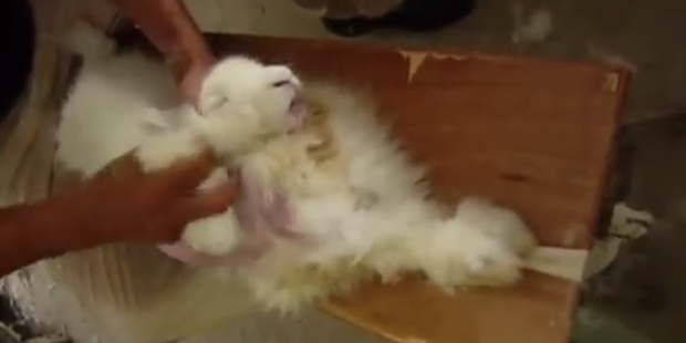 An image from PETA's video on the production of Angora products.
