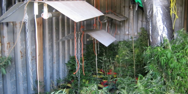 Tony James Ware is in court accused of cultivating cannabis in this shipping container on his property and stealing electricity to run the operation. Photo/Supplied.