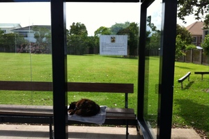 A Cat at a Bus Stop