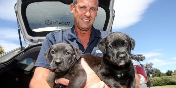 PAW THINGS: SPCA Wairarapa manager Lloyd Warren is warning pet owners not to let dogs get too hot in cars this summer. PHOTO/LYNDA FERINGA