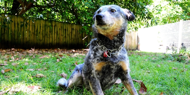 STOKED: Bill, a blue heeler, has been left a big bone for Christmas day this year.
