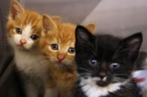 Three of the kittens who are looking for a home. Photo / SPCA