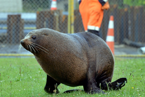 The fur seal in Andersons Bay. Photo / Otago Daily Times