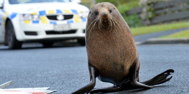 The fur seal in Andersons Bay. Photo / Otago Daily Times