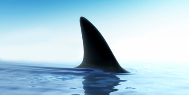 Shark fin above water