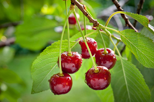 Photo / Thinkstock