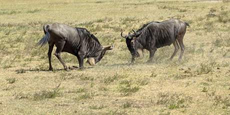 Wildebeest are among the animals that can be spotted on the wild African savannah. Photo / Thinkstock