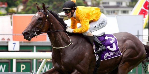 REIGNING CHAMPION: The Hombre is back to defend his Newmarket Handicap title at Ellerslie today.PHOTO/FILE