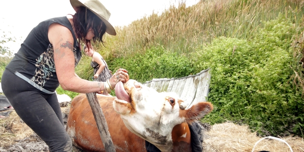 It has been nothing but bum steers so far but Princess Jury needs heavy earthmoving equipment to help rescue her 'baby' steer B.Day. Photo / APN
