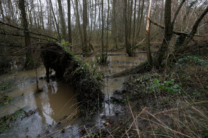 A tree brought down by a rising stream is seen across a road near Godstone, England. Photo / AP