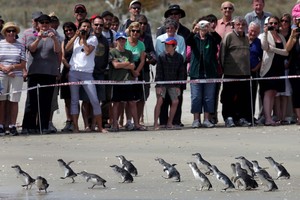 Mt Maunganui is looking better than ever after the Rena disaster. Photo / Alan Gibson