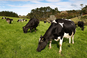 Fonterra are on track for record farmgate milk price for 2013/14. Photo / Brett Phibbs