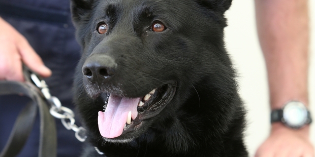 Police dog Gus saved handler Pete Kinane's life by taking a stab to the lung during an arrest in dense Northland bush. Photo / Michael Cunningham