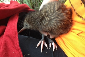 Matimati Ma, who stood out because of his unusual white feet, was being monitored by DoC. Photo / Whakatane Kiwi Trust