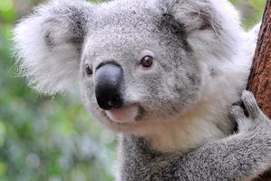 Koalas are a 'charismatic' species which brings in tourist dollars. Photo / Getty Images