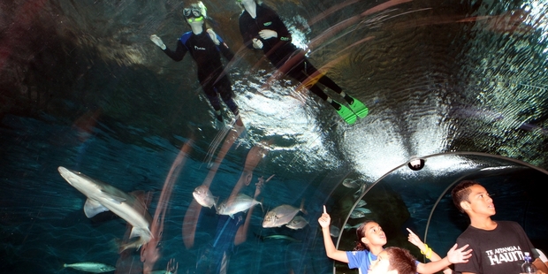 SIGHTS: Anna Ferrick (top right) swims with sharks at the National Aquarium of New Zealand. PHOTO/ PAUL TAYLOR HBT134115-07