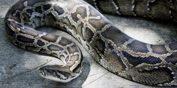 A python suffocated and killed a security guard in Indonesia. Photo / File