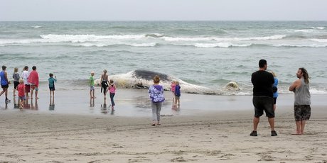 The rotting body of a sperm whale was mistaken for a capsized yacht off Papamoa Beach yesterday afternoon. Photo / George Novak