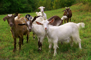 The goats on Mt Richmond originated from the abattoir on the other side of Great South Rd and were a problem for many years. Photo / Thinkstock