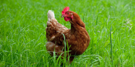 Is the image of 'free-range' chickens frolicking in green pastures just a fantasy? Photo / Thinkstock