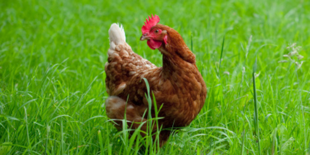 Is the image of 'free-range' chickens frolicking in green pastures just a fantasy? Photo / Thinkstock