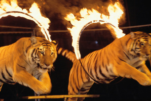 A tiger performing at the circus has attacked and killed its trainer in Mexico.Photo / Thinkstock
