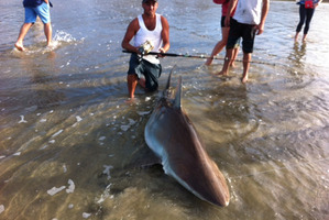 The big bronze whaler was eventually pulled on to Matarangi Beach after a 45-minute tussle. Photo / Supplied