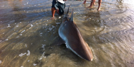 The big bronze whaler was eventually pulled on to Matarangi Beach after a 45-minute tussle. Photo / Supplied The big bronze whaler was eventually pulled on to Matarangi Beach after a 45-minute tussle. Photo / Supplied