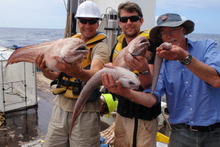 Researchers (from left) Steve Bailey, Alan Jamieson and Andrew Stewart with deep-sea specimens.  Photo / Malcolm Clark