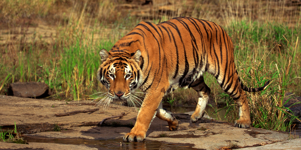 There are plenty of opportunities to see Bengal tigers in India. Photo / Getty Images