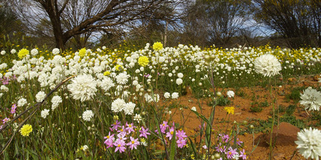 For a few months each year carpets of wildflowers appear in West Australia's Coalseam Conservation Park. Photo / Supplied