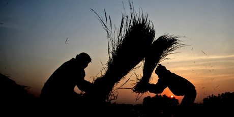 India is among countries considering planting the genetically modified rice. Photo / AP