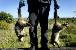 One of the big ideas up for discussion would tackle pests such as the possums that plague the New Zealand bush. Photo / APN