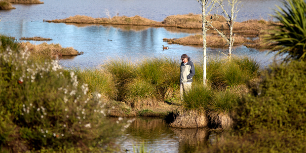 Waiatarua Reserve wetlands, located in Remuera, Auckland. Photo / Steven McNicholl