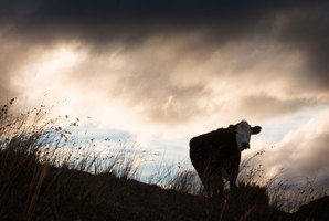 Fonterra's knee-jerk tendency to play down food safety issues that could harm our dairy industry is unnerving. Photo / Greg Bowker