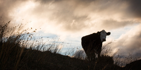 Scorching weather conditions around the country are likely to affect cattle and sheep growth this season. Photo / Greg Bowker