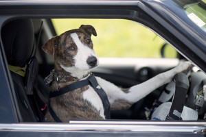 Ginny the whippet cross learns how to drive. Photo / Supplied