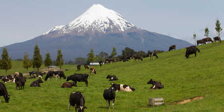 Trust in food safety is why NZ dairy products have commanded a premium price in overseas markets. Photo / Mark Mitchell