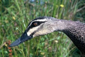 The Grey Duck. Photo / supplied