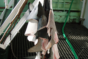 Shark-finning is still allowed in New Zealand waters, but is banned in 98 other countries. Photo / Supplied