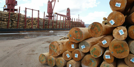 Timber prices increased last month but a high kiwi dollar ate into gains. Photo / Northern Advocate