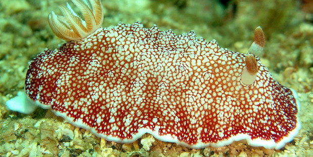 Chromodoris reticulata. Photo / Stephen Childs (Flickr.com/steve_childs Creative Commons)