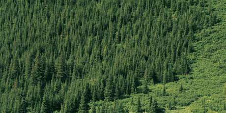 The trade statistics show that last year New Zealand earned $3.75 billion from forestry exports, while spending $8.35 billion on imports of oil and refined petroleum products. Photo / Thinkstock