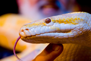 A woman travelling from Vietnam brought a kilogram of dried snake meat and 'unidentifiable fish' into the country. Photo / Thinkstock