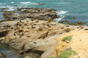 Shag Point. Photo / Randall Johnston