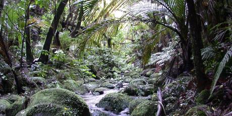 The walking track runs alongside the pretty Mangakawa Stream. Photo / Department of Conservation The walking track runs alongside the pretty Mangakawa Stream. Photo / Department of Conservation