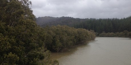 Green rivers in Hokianga. Photo / Supplied