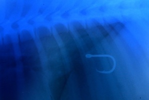 Mila swallowed a hook while out walking and had to have major surgery. Photo / John Borren