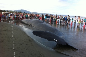 It was extraordinary that a whale washed up on Paraparaumu beach could spawn the uttering of unadulterated world-class nonsense. Photo / APNZ